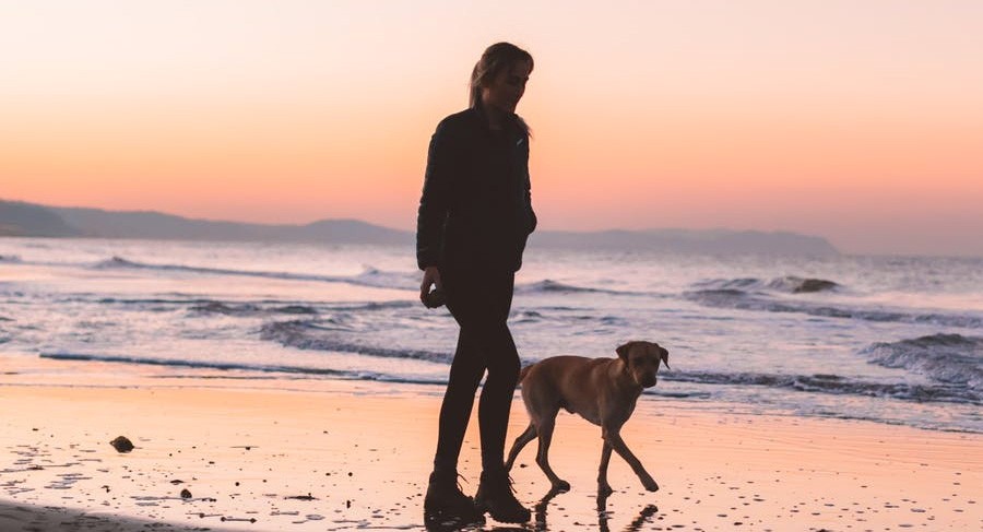 Je rentre avec un animal